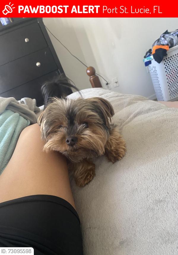 Lost Male Dog last seen Becker, Port St. Lucie, FL 34984