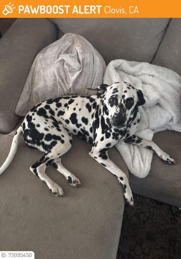 Found/Stray Female Dog last seen Willow Ave and San Gabriel Ace, Clovis, CA 93612