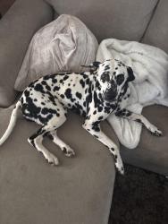 Found/Stray Female Dog last seen Willow Ave and San Gabriel Ace, Clovis, CA 93612