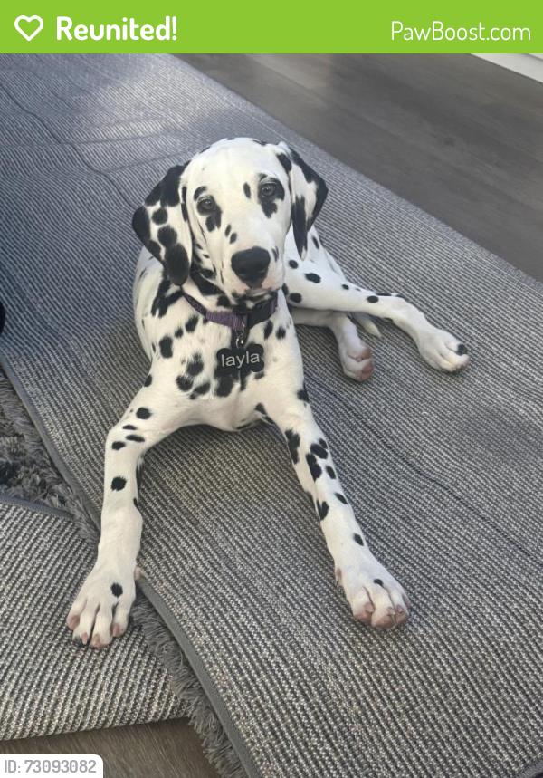 Reunited Female Dog last seen Boom boom drive , Wesley Chapel, FL 33544