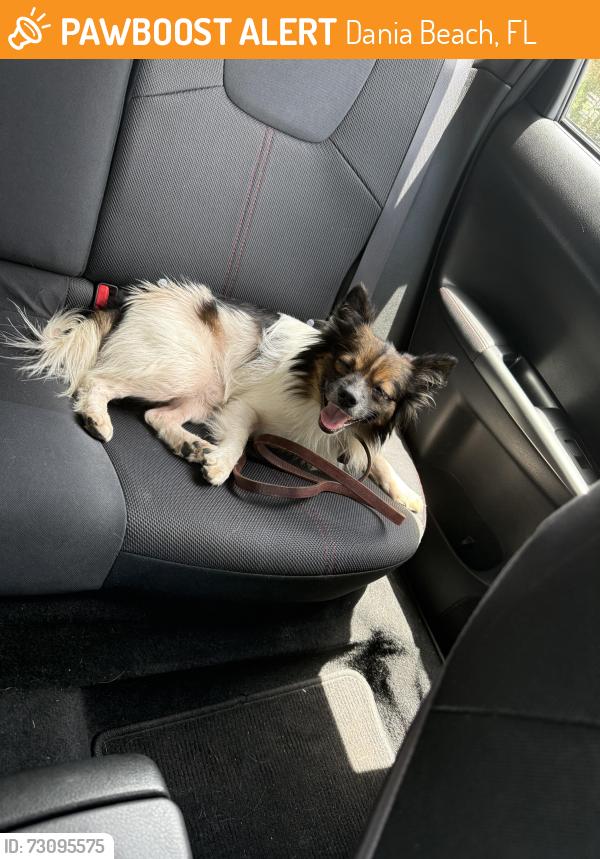 Found/Stray Male Dog last seen I95 near griffin exit, Dania Beach, FL 33004