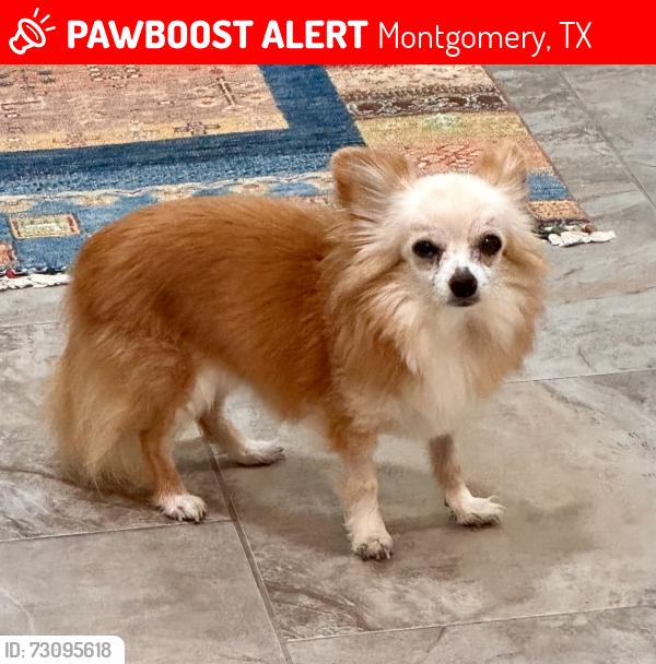 Lost Female Dog last seen Lyndsey and Central Trace, Montgomery, TX 77316