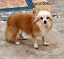 Lost Female Dog last seen Lyndsey and Central Trace, Montgomery, TX 77316