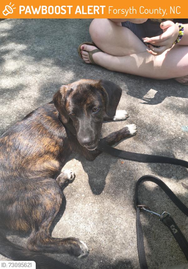 Found/Stray Female Dog last seen Waller rd, Forsyth County, NC 27050