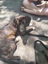 Found/Stray Female Dog last seen Waller rd, Forsyth County, NC 27050