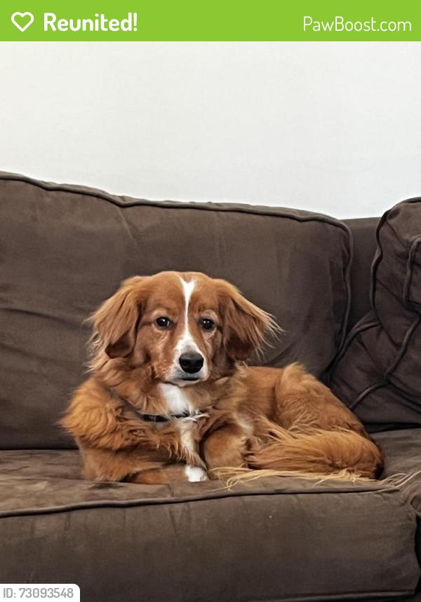 Reunited Male Dog last seen Batesville and Sugar Pike or Lower Birmingham, Milton, GA 30004