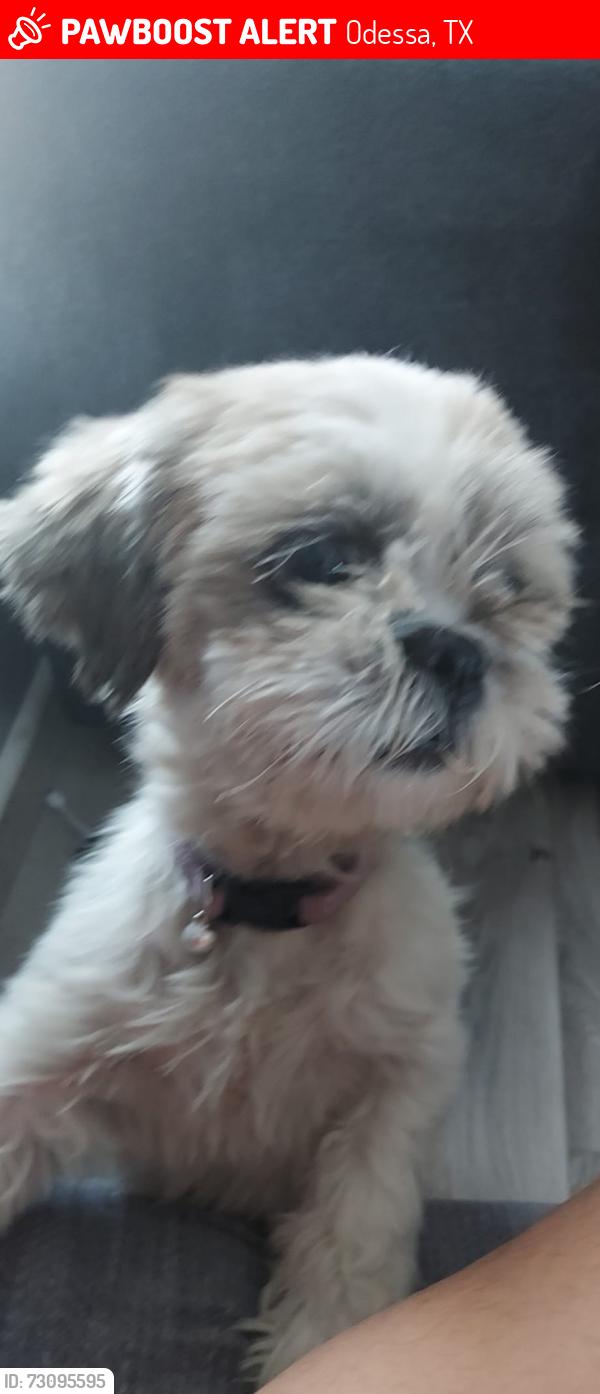 Lost Female Dog last seen Clifford street and Washington street, Odessa, TX 79761
