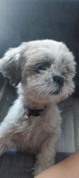 Lost Female Dog last seen Clifford street and Washington street, Odessa, TX 79761