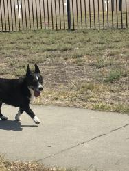 Found/Stray Male Dog last seen jefferson st., Riverside, CA 92503