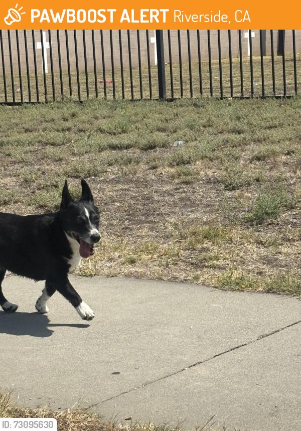 Found/Stray Male Dog last seen jefferson st., Riverside, CA 92503