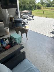 Reunited Male Dog last seen .5 mile from TJ Max, San Antonio, TX 78221