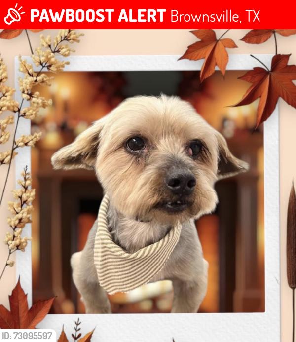 Lost Male Dog last seen Alton gloor blvd/la Salida/squaw valley, Brownsville, TX 78520