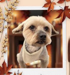 Lost Male Dog last seen Alton gloor blvd/la Salida/squaw valley, Brownsville, TX 78520