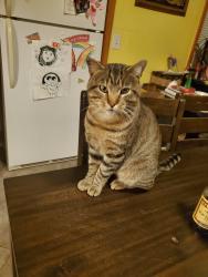 Lost Male Cat last seen 39th and Rockwell Ave Bethany OK, Oklahoma City, OK 73008