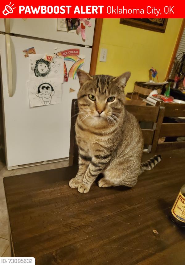 Lost Male Cat last seen 39th and Rockwell Ave Bethany OK, Oklahoma City, OK 73008