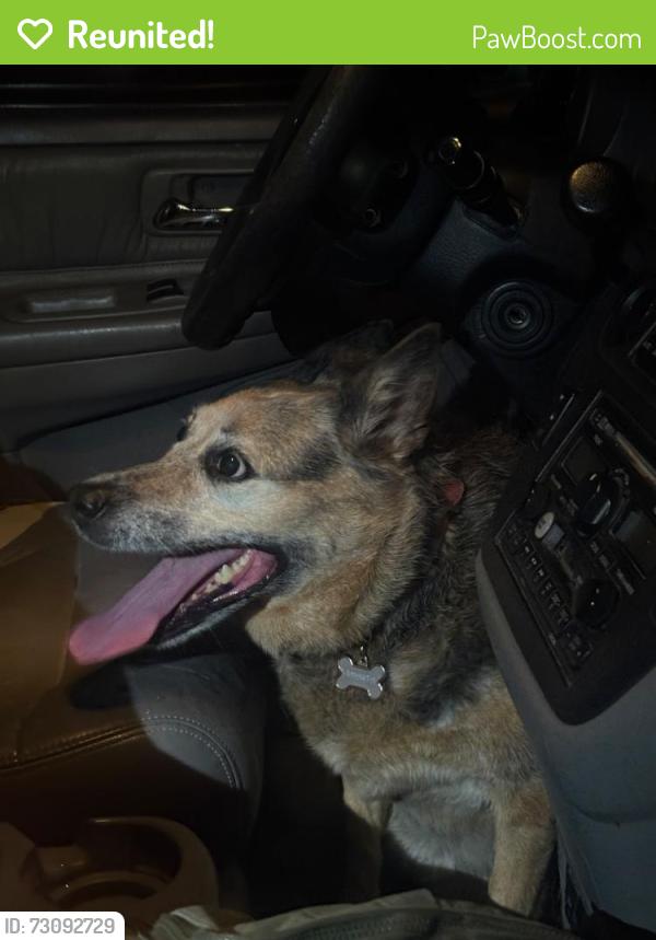 Reunited Female Dog last seen Near Arzate lane , Antioch, CA 94509