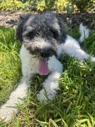 Found/Stray Male Dog last seen Heritage at Plant Street, Plant Street, Winter Garden, Winter Garden, FL 34787