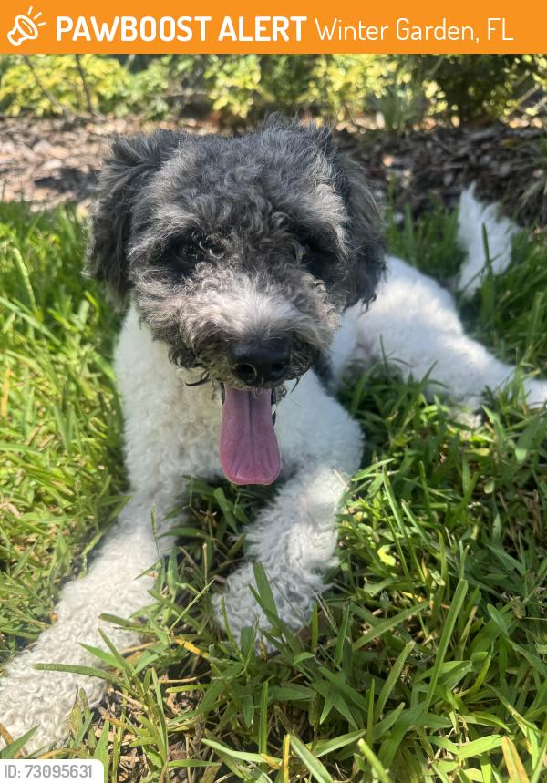 Found/Stray Male Dog last seen Heritage at Plant Street, Plant Street, Winter Garden, Winter Garden, FL 34787