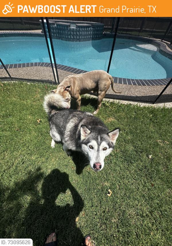Found/Stray Female Dog last seen Adam Dr. & Laura Ln., Grand Prairie, TX 75052