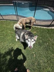Found/Stray Female Dog last seen Adam Dr. & Laura Ln., Grand Prairie, TX 75052