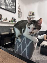Lost Female Cat last seen Fairfield road , Yiewsley, England UB7