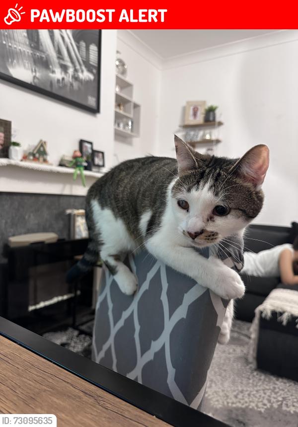 Lost Female Cat last seen Fairfield road , Yiewsley, England UB7