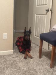 Reunited Female Dog last seen Garfield and Grandland, Fresno, CA 93723