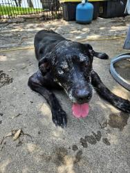 Found/Stray Male Dog last seen By peninsula and Holly hills, Granbury, TX 76048