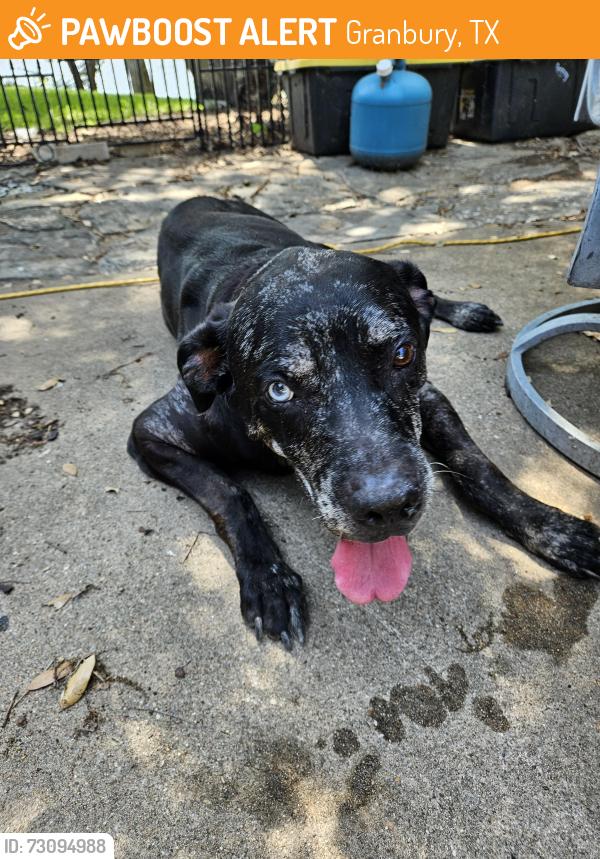 Found/Stray Male Dog last seen By peninsula and Holly hills, Granbury, TX 76048