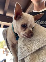 Reunited Male Dog last seen kralj and south green valley watsonville, Watsonville, CA 95076