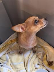 Found/Stray Male Dog last seen Grindstone cafe, Eagleville, TN 37060