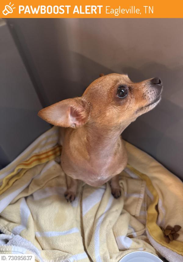 Found/Stray Male Dog last seen Grindstone cafe, Eagleville, TN 37060
