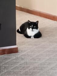 Lost Female Cat last seen Pomeroy , Marseilles, IL 61341