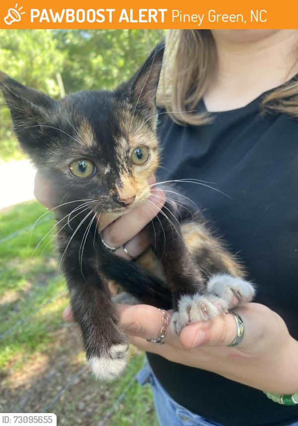Found/Stray Unknown Cat last seen Freedom way, Piney Green, NC 28544