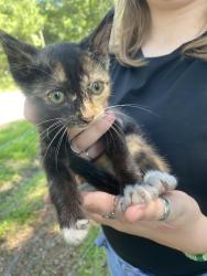 Found/Stray Unknown Cat last seen Freedom way, Piney Green, NC 28544