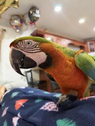 Lost Female Bird last seen Near SW 38 st, Miami, FL 33175