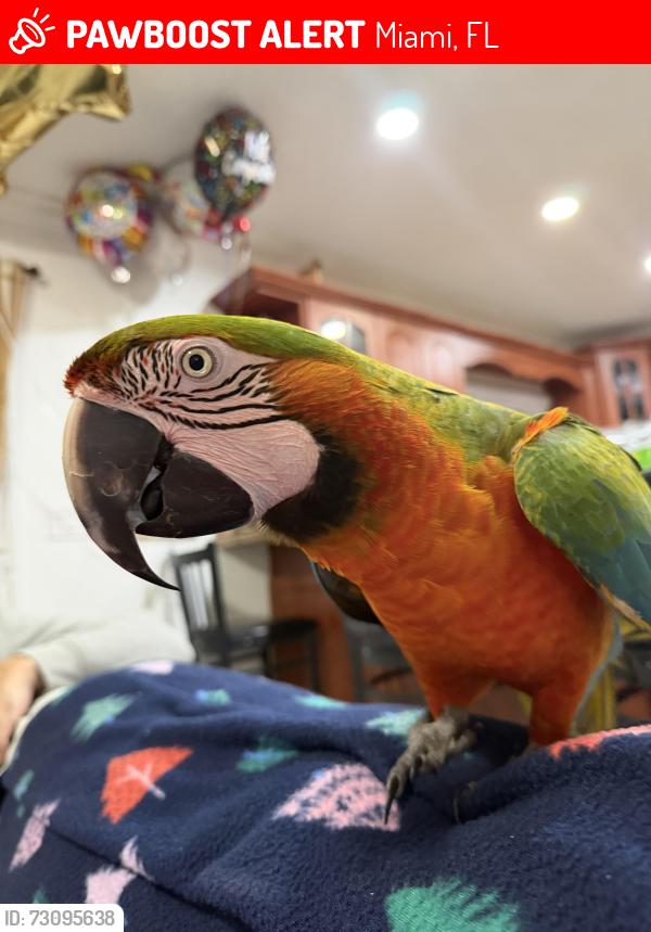 Lost Female Bird last seen Near SW 38 st, Miami, FL 33175