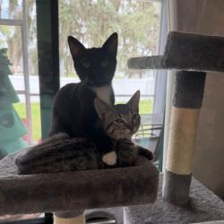 Shelter Stray Female Cat last seen , 8020 Washington St, Port Richey, FL 34668, USA