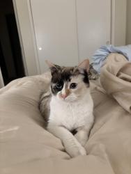 Lost Female Cat last seen Near Phelan Place, Bronx, NY 10453, The Bronx, NY 10453