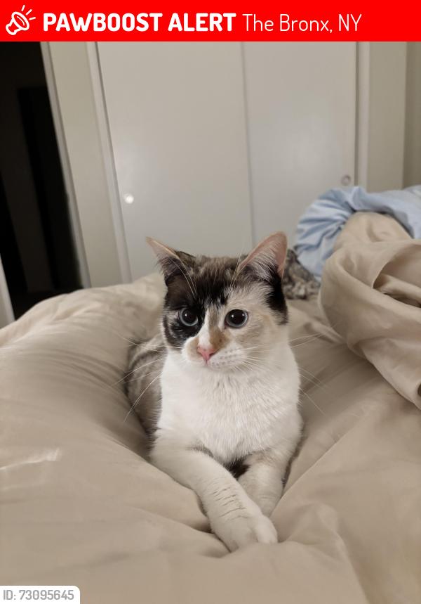 Lost Female Cat last seen Near Phelan Place, Bronx, NY 10453, The Bronx, NY 10453