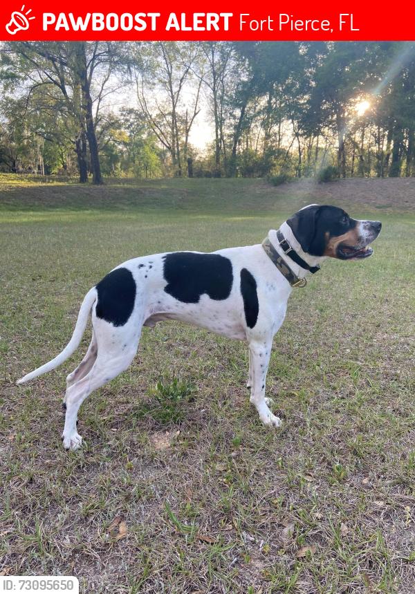 Lost Male Dog last seen Coolidge and Okeechobee, Fort Pierce, FL 34945