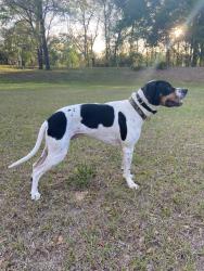 Lost Male Dog last seen Coolidge and Okeechobee, Fort Pierce, FL 34945