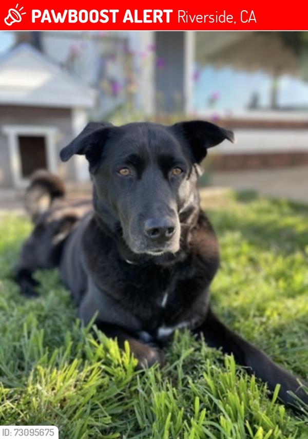Lost Female Dog last seen Wagon wheel, Riverside, CA 92506