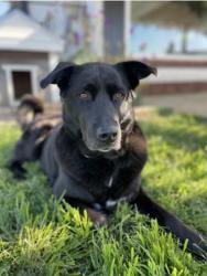 Lost Female Dog last seen Wagon wheel, Riverside, CA 92506