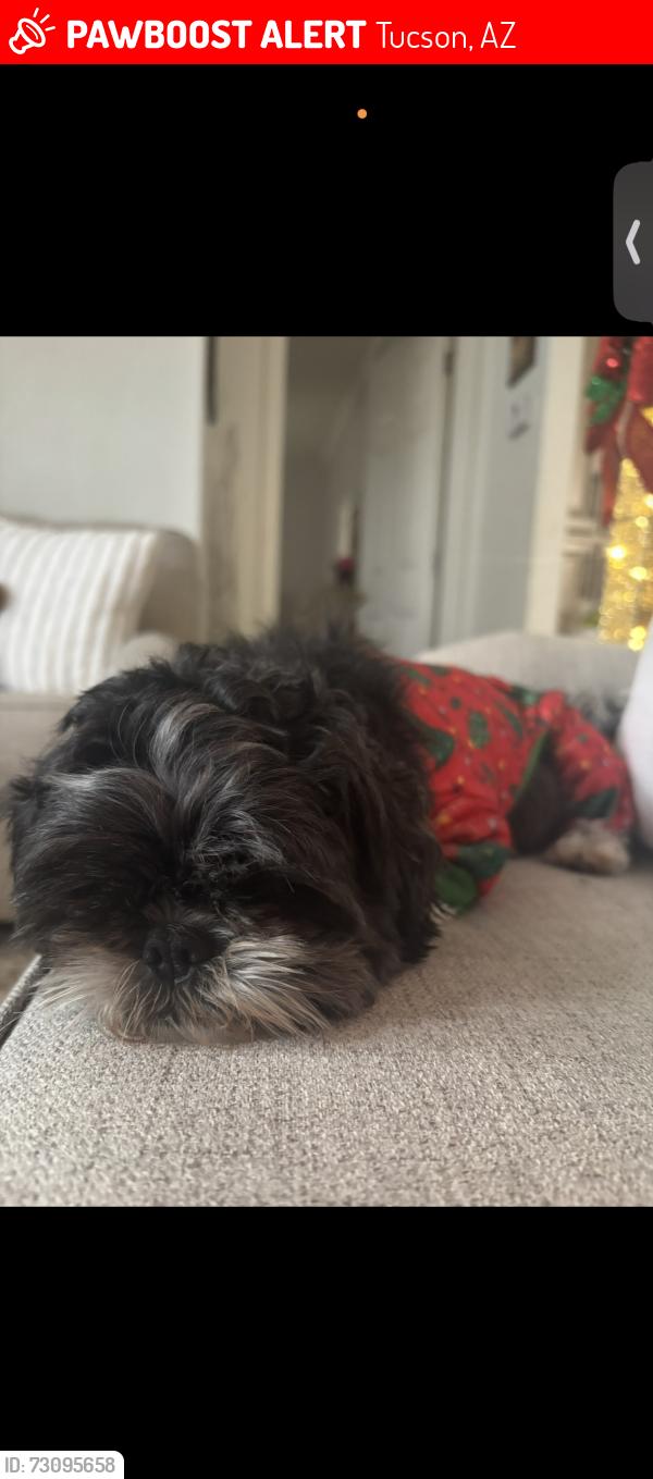 Lost Female Dog last seen 36th and campbell, Tucson, AZ 85713