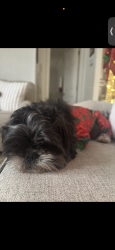 Lost Female Dog last seen 36th and campbell, Tucson, AZ 85713