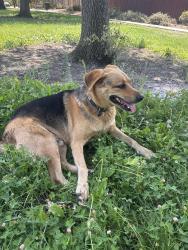 Found/Stray Male Dog last seen Witter ranch park, Sacramento, CA 95834