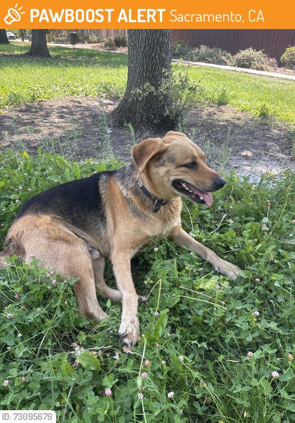 Found/Stray Male Dog last seen Witter ranch park, Sacramento, CA 95834