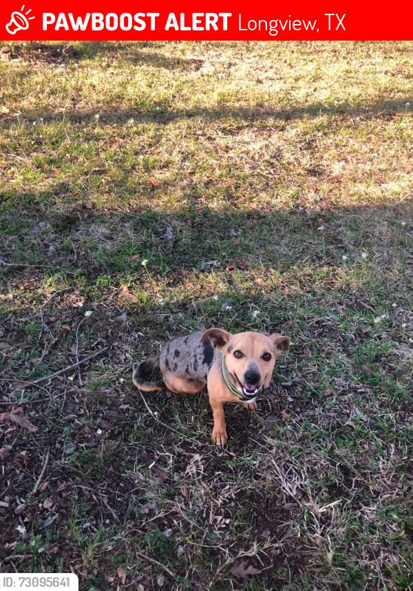 Lost Male Dog last seen H.G. Mosley, Gilmer Rd, Highway 80, near Pine Tree Highschool, Longview, TX 75604
