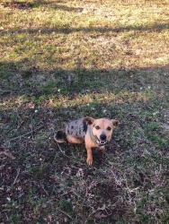 Lost Male Dog last seen H.G. Mosley, Gilmer Rd, Highway 80, near Pine Tree Highschool, Longview, TX 75604